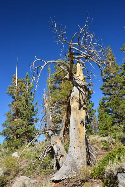 DSC_7832 (Large).JPG